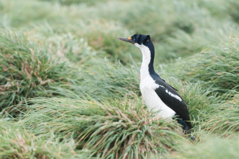 A shag in the grass