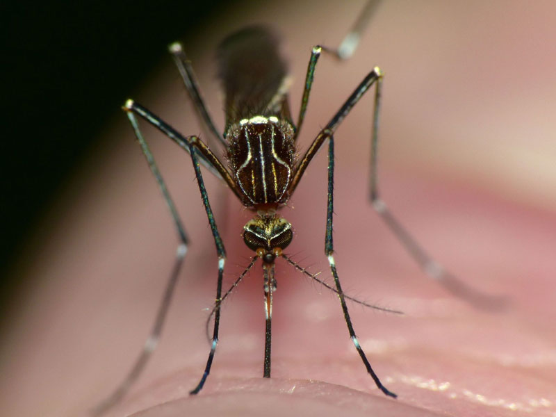 Mosquito sucking someones blood