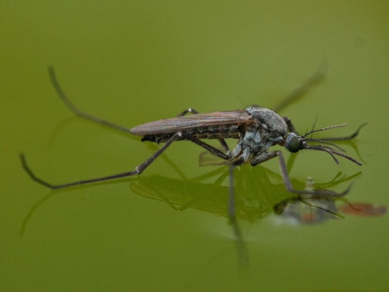 Mosquito on water