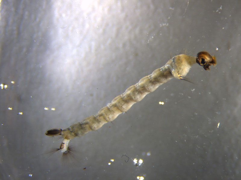 Mosquito larvae