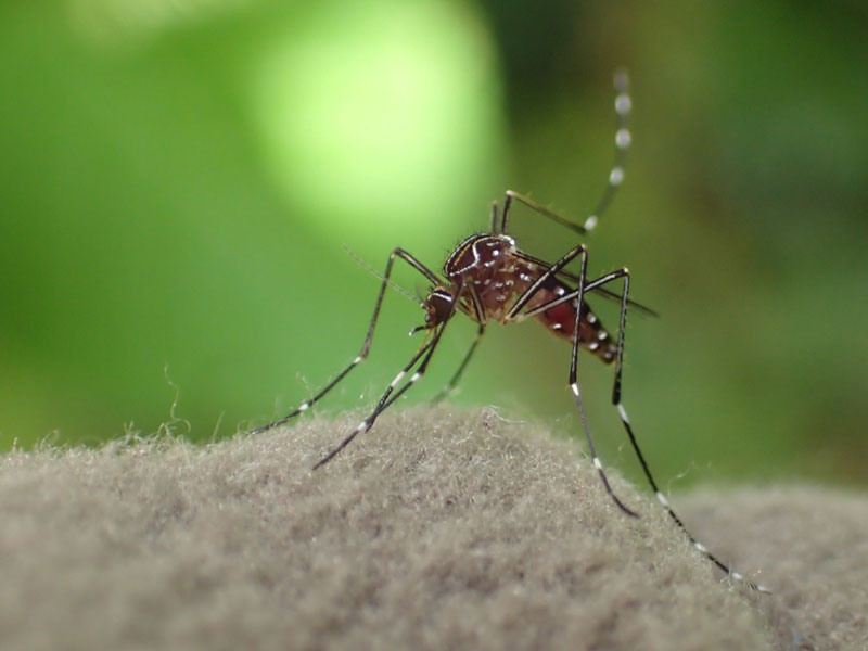 Mosquito with black and white stripes on it