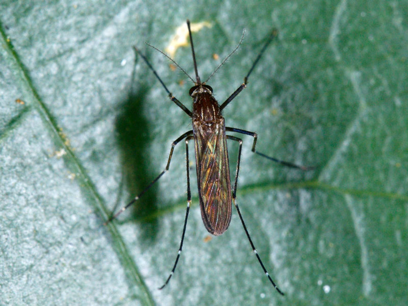 Mosquito on leaf