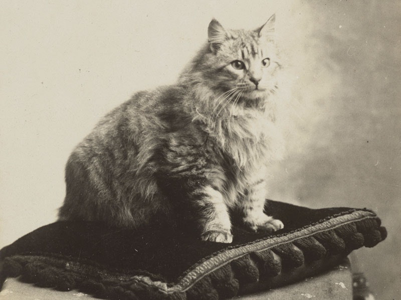 Cat sitting on a cushion, circa 1910, New Zealand, maker unknown. Te Papa (PS.000506) Black and white photo of a car sitting on a ornate cushion