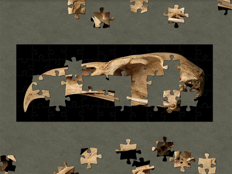 Haast’s eagle, Harpagornis moorei, collected 14 January 1990, Cave 50 209 c.1650m Mt Owen, New Zealand. CC BY 4.0. Te Papa (S.027773/2) Skull of a Haast’s eagle