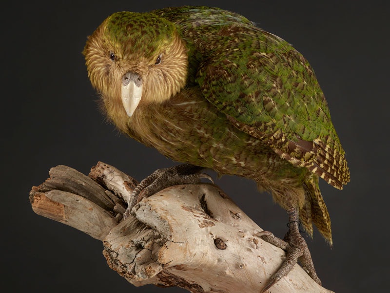 Kākāpō, Strigops habroptilus, collected June 1992, Codfish Island, Foveaux Strait, New Zealand. Gift of the Department of Conservation, 1987. CC BY-NC-ND 4.0. Te Papa (OR.025736) Kākāpō