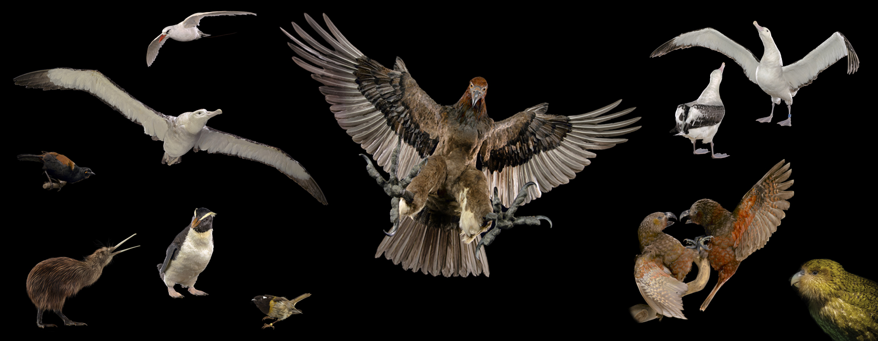 Twelve taxidermied birds on a black background