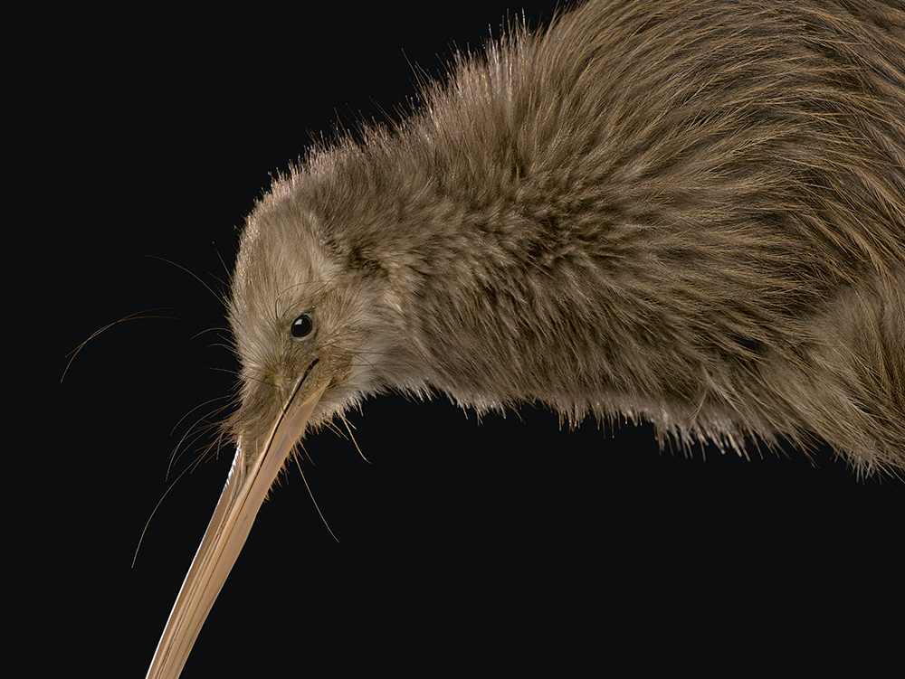 Head and neck of a taxidermied bird with brown feathers.