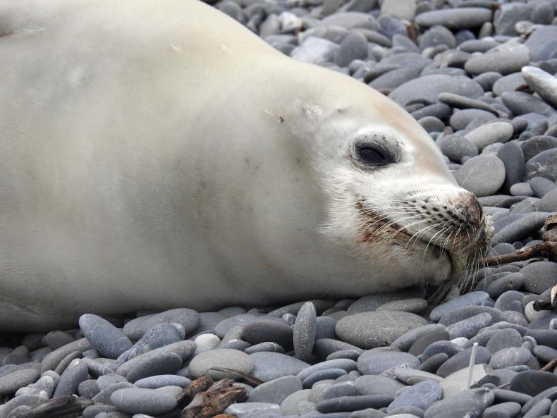Crabeater seal at Birdlings Flat, Canterbury, 7 July 2019. Image: Sue Manson birdlings-flat-crabeater-2-790x593.jpg
