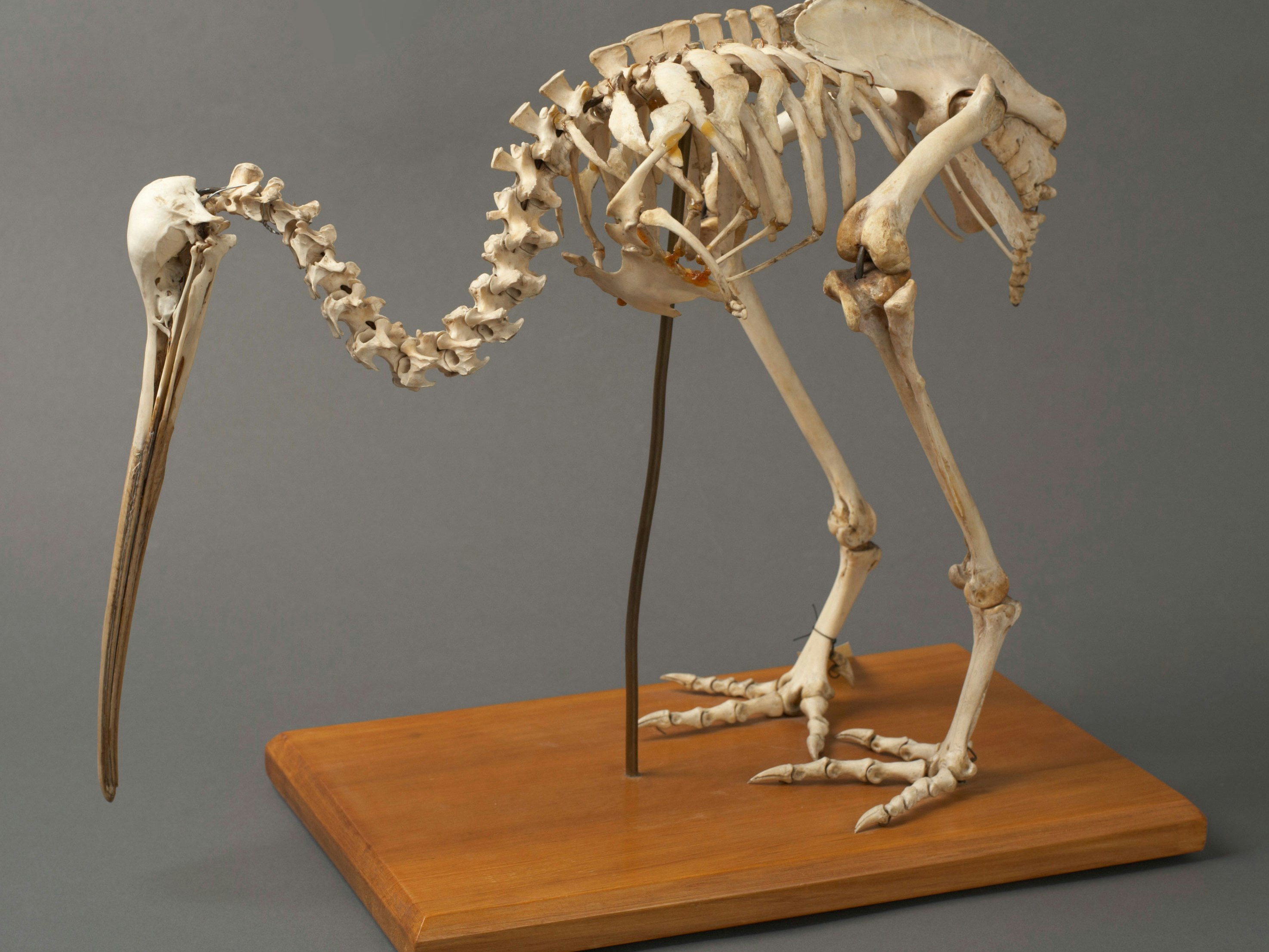 Stewart Island Brown Kiwi , Apteryx australis lawryi, collected no data, New Zealand. Acquisition history unknown. CC BY-NC-ND 4.0. Te Papa (OR.026398) Skeleton of a kiwi bird