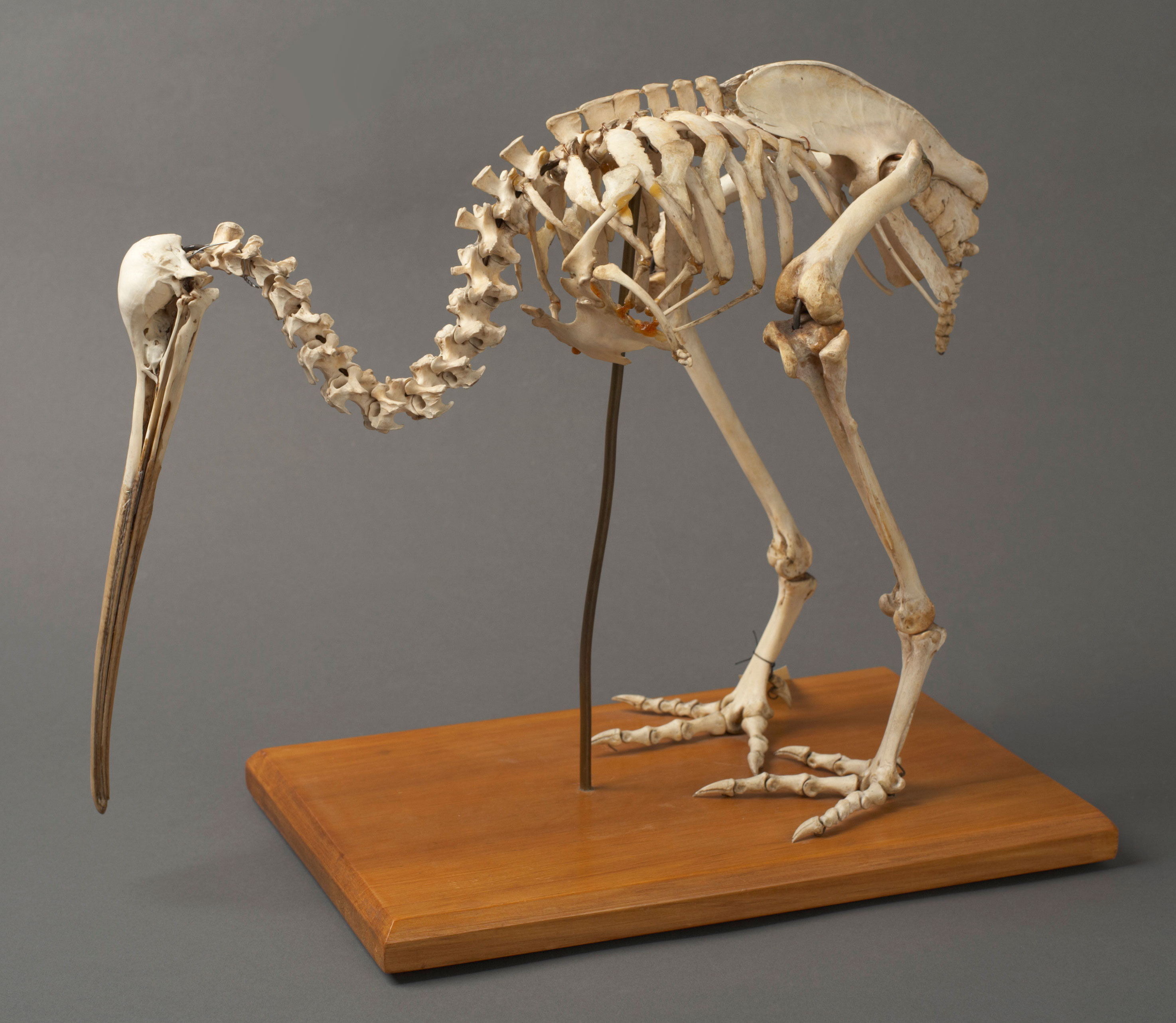 Skeleton of a kiwi bird