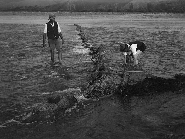 Fishing with a hīnaki (eel trap), 1923, by James McDonald. Te Papa (MU000523/005/0257) Two men fish with an eel trap. Blocks have been put up in the water to guide the eel into the trap