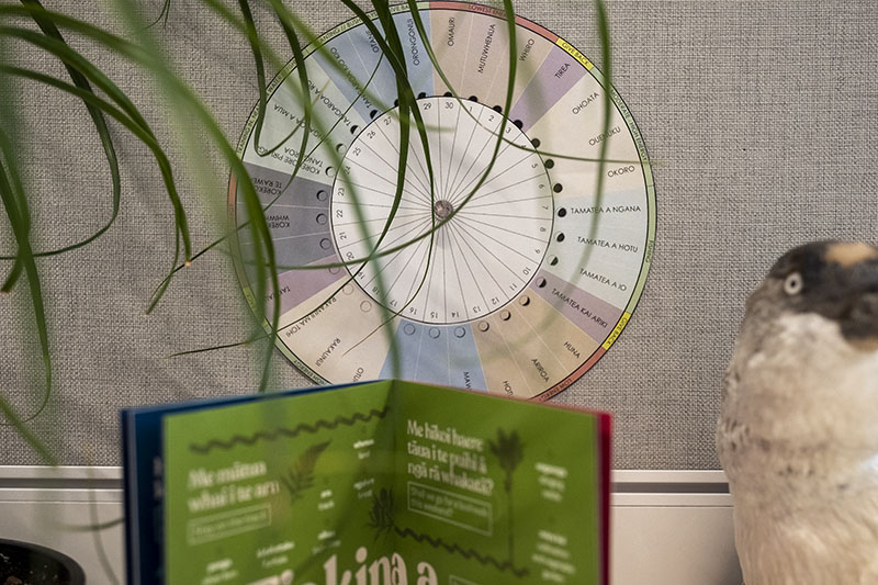 Maramataka dial is displayed on a wall. To the left, a plant hangs into the frame. To the right, a taxidermied penguin appears in the frame. Under the dial can be seen an open book