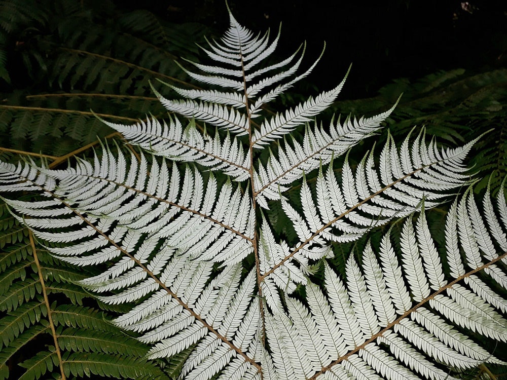 Ponga Cyathea dealbata, 2017. Photo by Leon Perrie via iNaturalist NZ. (CC BY-NC 4.0) The underside of a fern frond