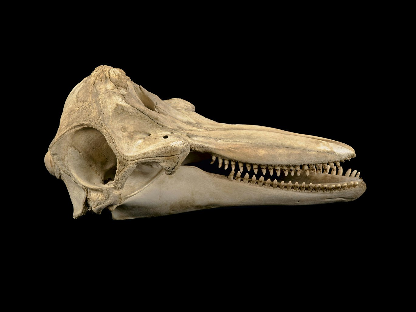 Bottlenose dolphin skull Side-on view of a dolphin skull