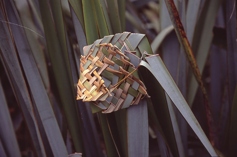 Photo showing flax still attached to plant, weaved into what appears to be a fish design