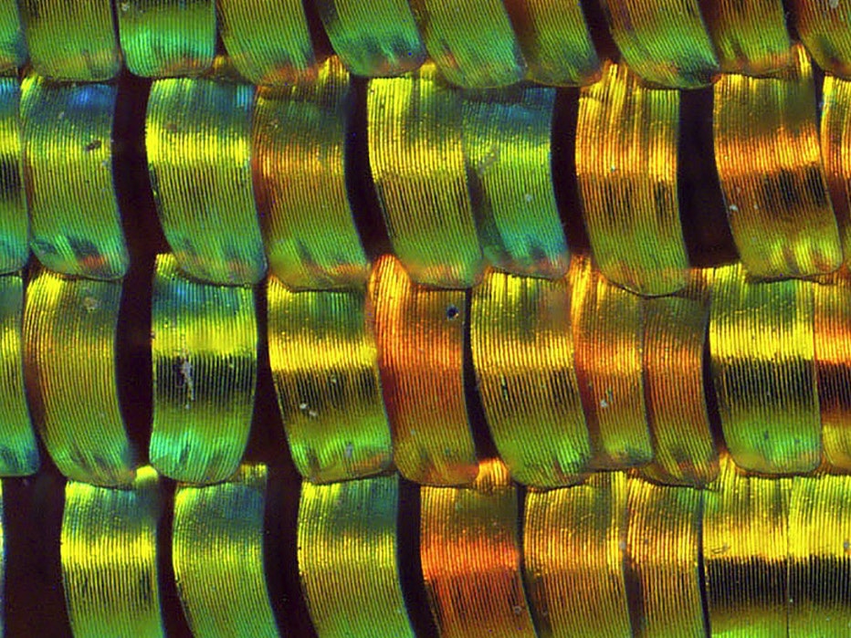 busunset-moth-closeup-te-papa-1800x700.jpg busunset-moth-closeup-te-papa-1800x700.jpg