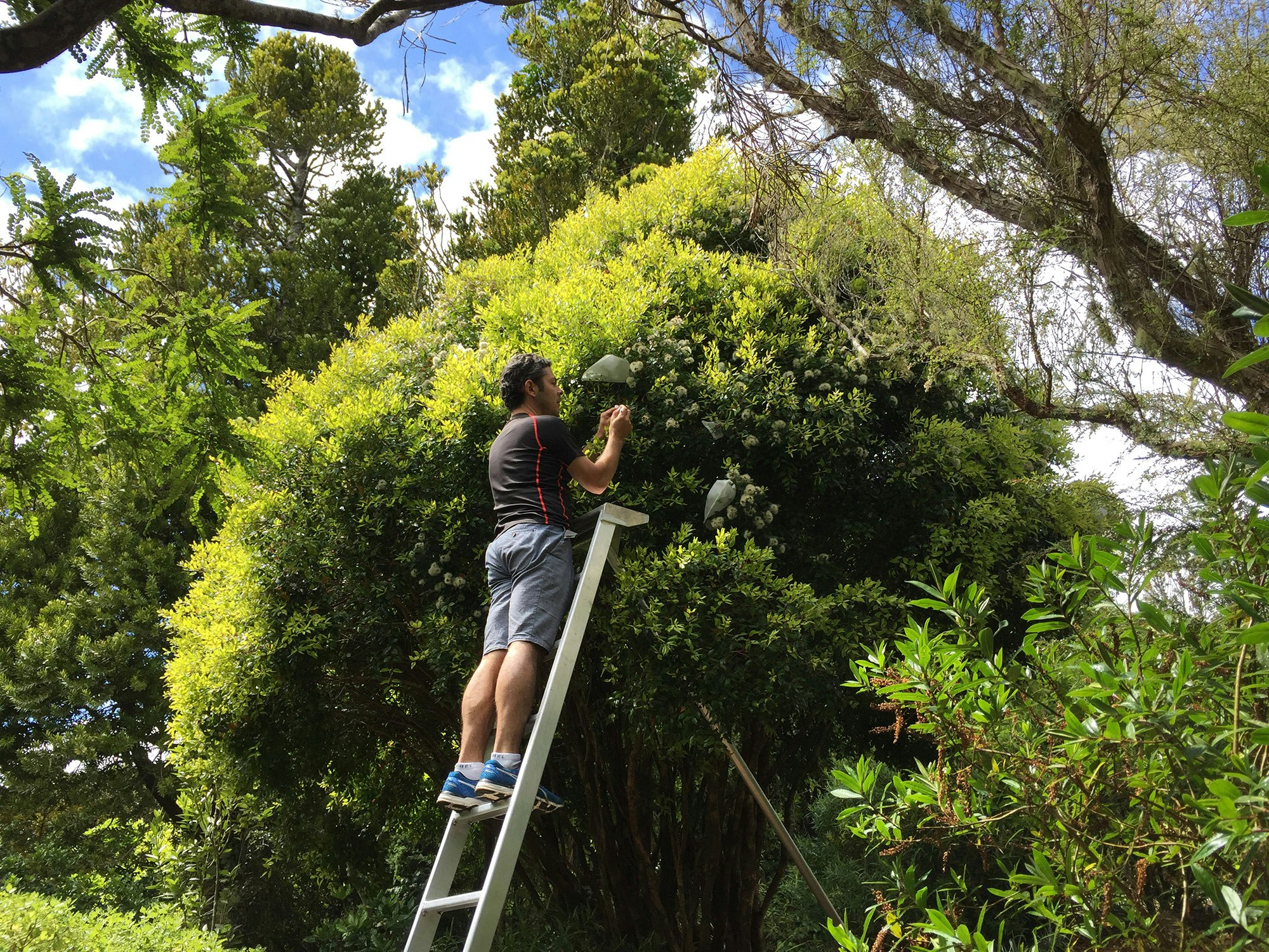 Pollination of Bartlett’s Rata (Metrosideros bartlettii). Photo by Rewi Elliot, Otari Wilton’s Bush A man up a ladder picking something of a bushy tree