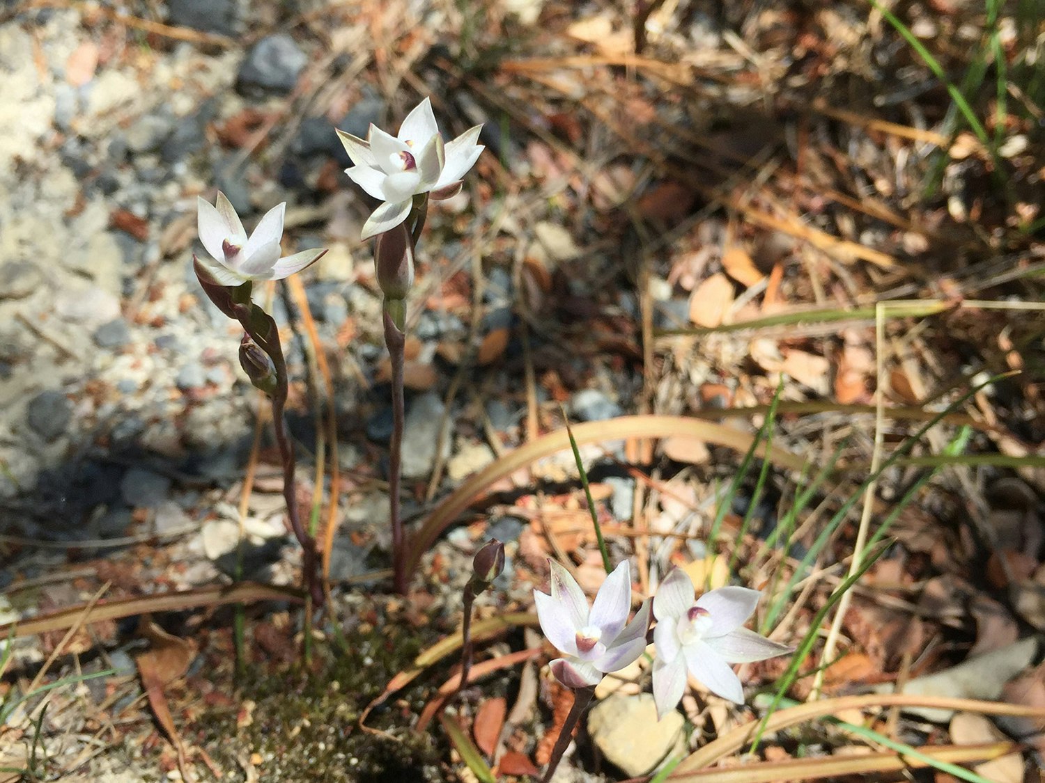 Sun orchid (Thelymitra sp.). Photo by C. Lehnebach. Te Papa Close up of four white flowers growing up from the leafy ground