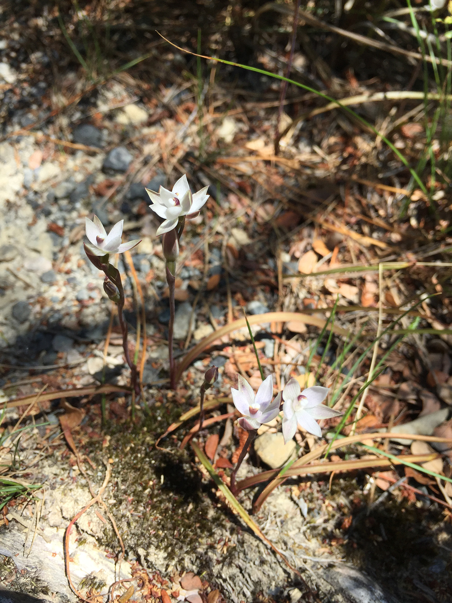 Close up of four white flowers growing up from the leafy ground