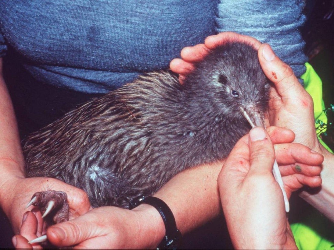 Okarito brown kiwi/rowi. Photo by Alan Tennyson Two people holding a kiwi with one hand holding it's beak