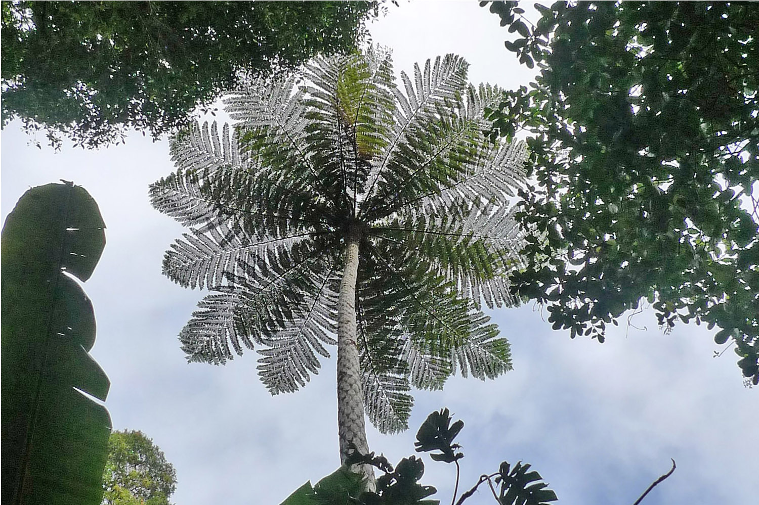 The underside of a mamaku or palm tree with blue sky above it.