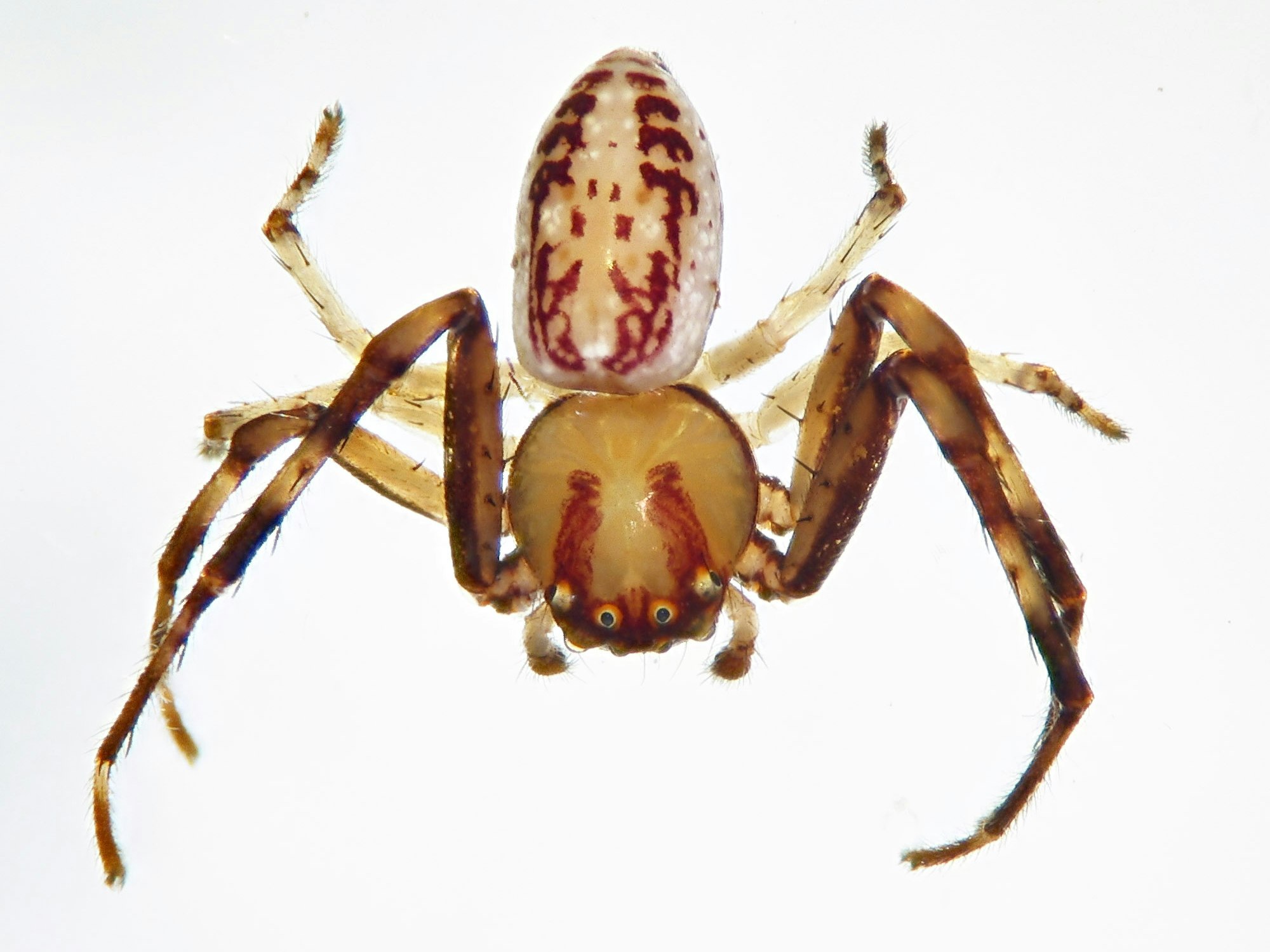 Male of Diaea ambara. Photo by Phil Sirvid A close shot of a brown spider on a white background