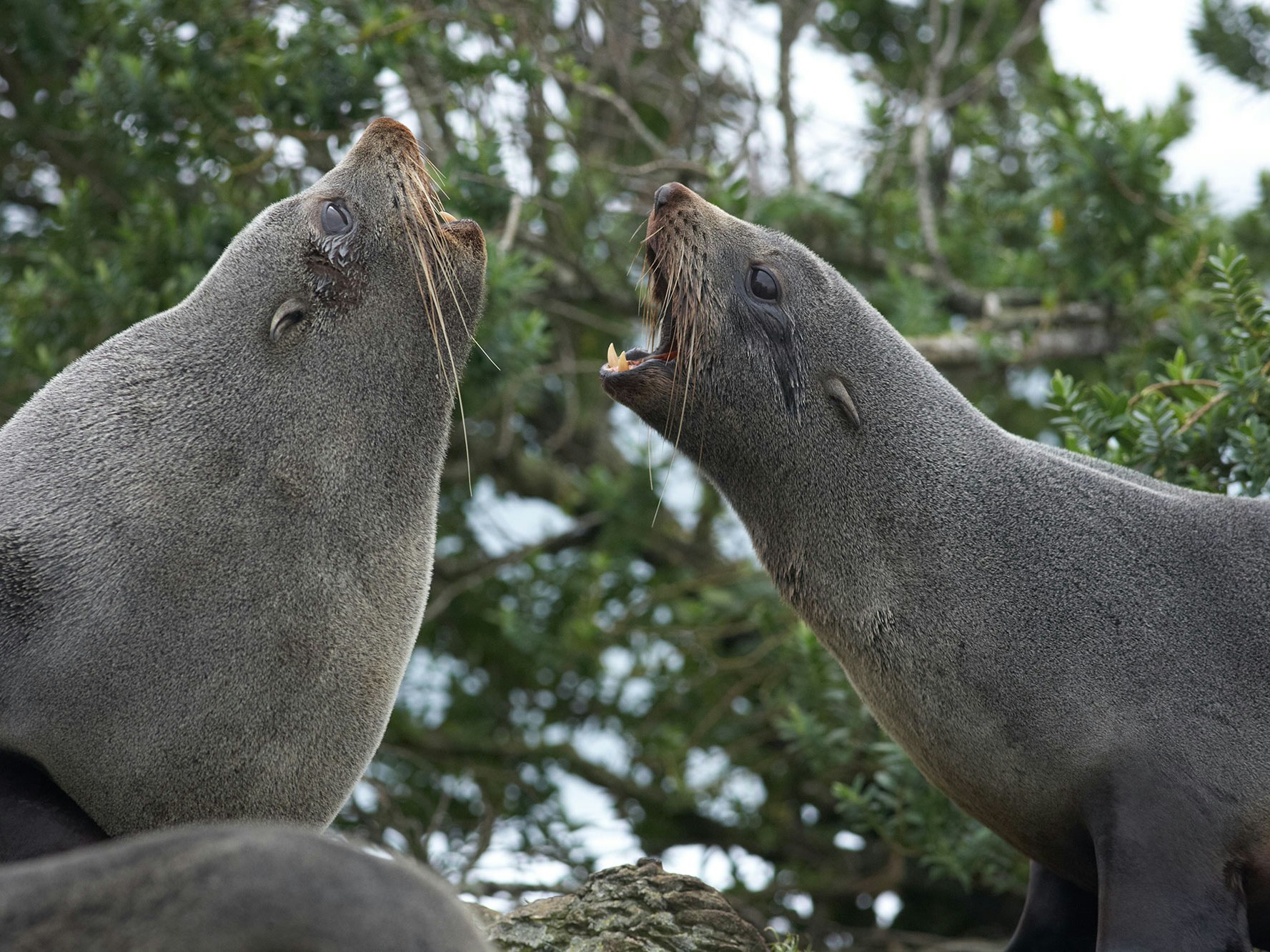 New Zealand fur seals (Kekeno), Taumaka, Open Bay Islands, 2018. Photo by Jean-Claude Stahl. Te Papa Two seals facing yelling at each other