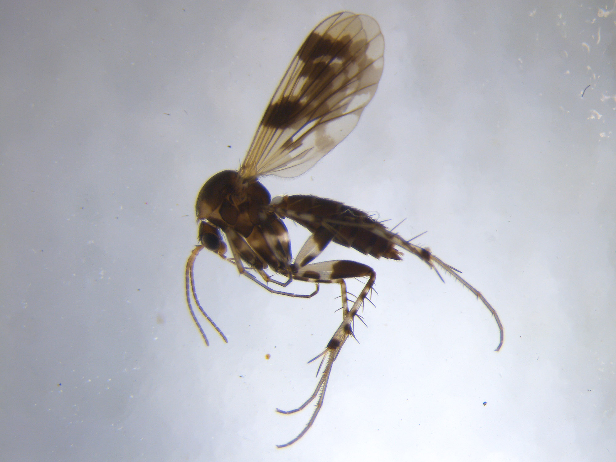 Close up of a flattened bug with large wings