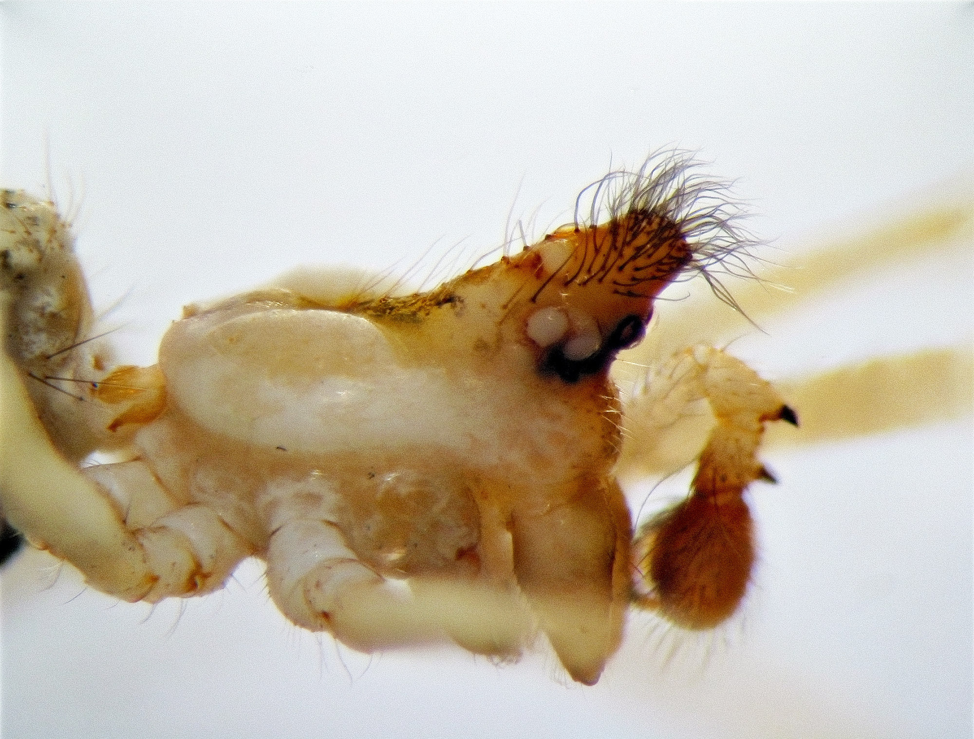 Macro photo of the underneath of a spider