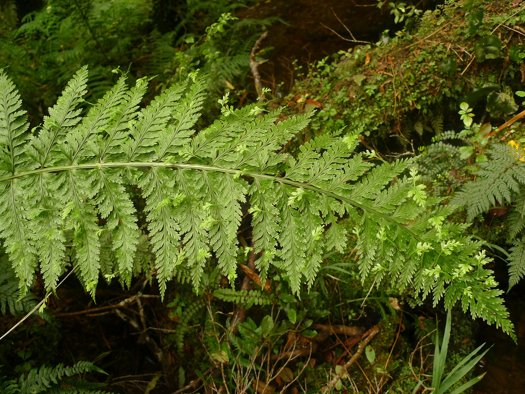 Mother spleenwort (Asplenium bulbiferum). Photo by Leon Perrie. A long, green fern frond with bush in the background