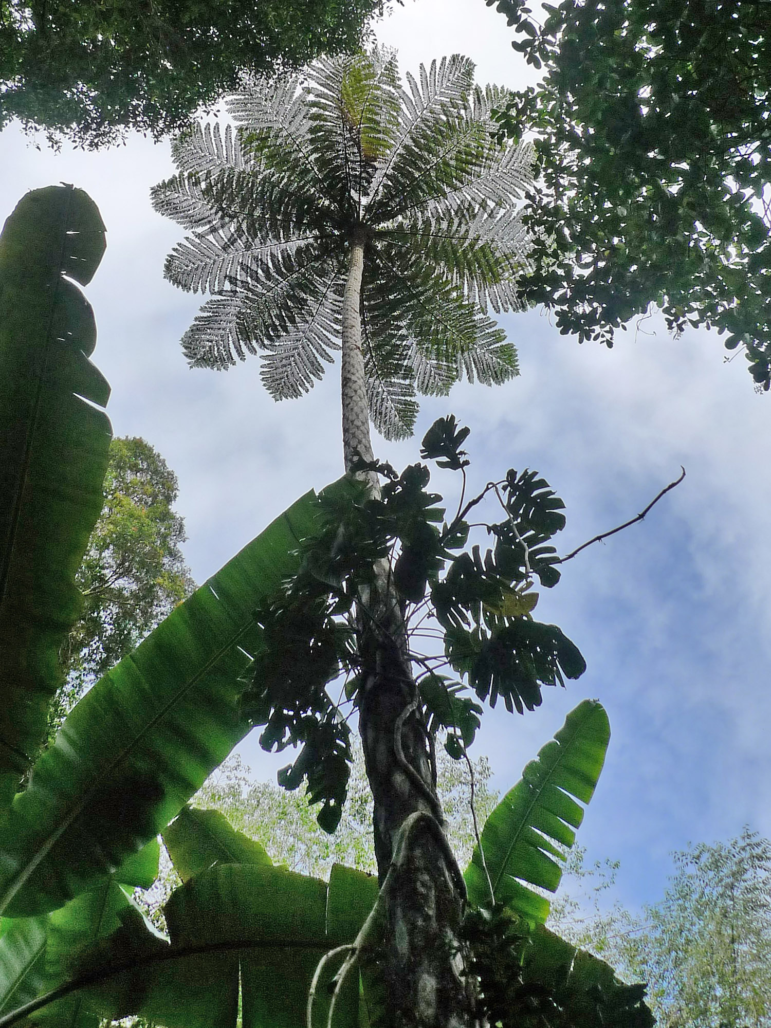 Looking up from the bush at a talk palm tree with blue sky and clouds in the distance