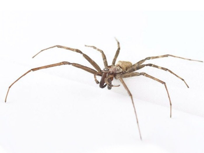 Male sheetweb spider (Cambridgea) Te Papa male-sheetweb-spider-te-papa-700x525.jpg