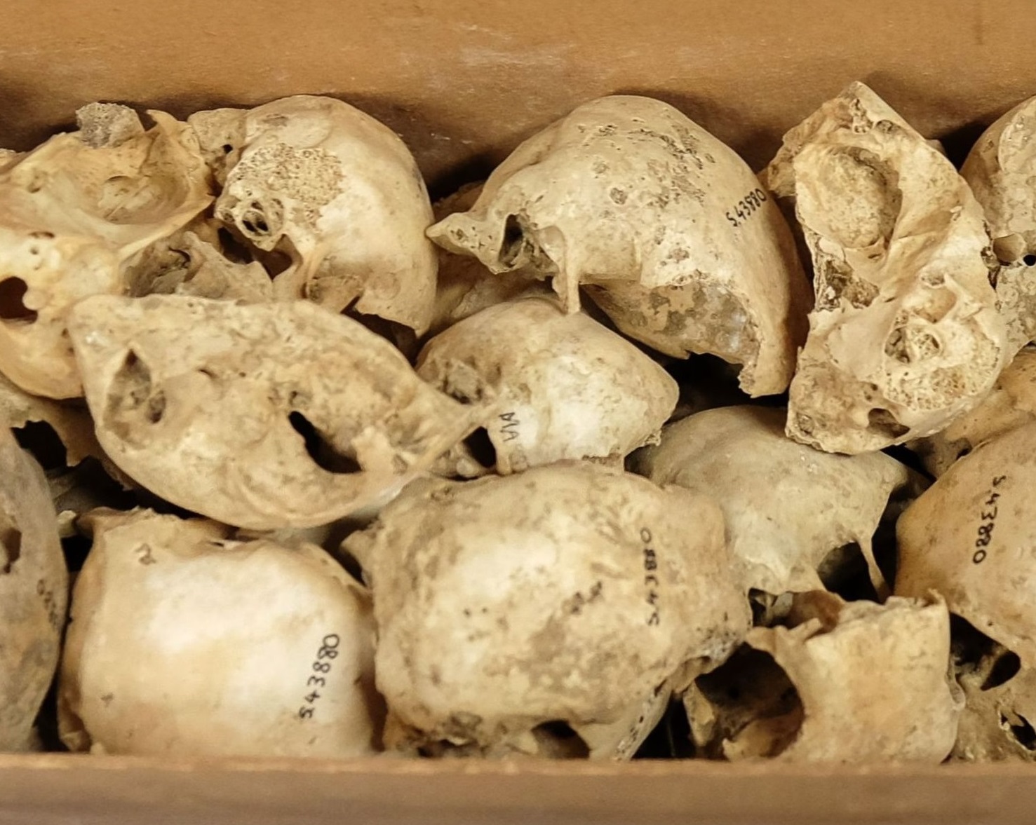 A box of small bones