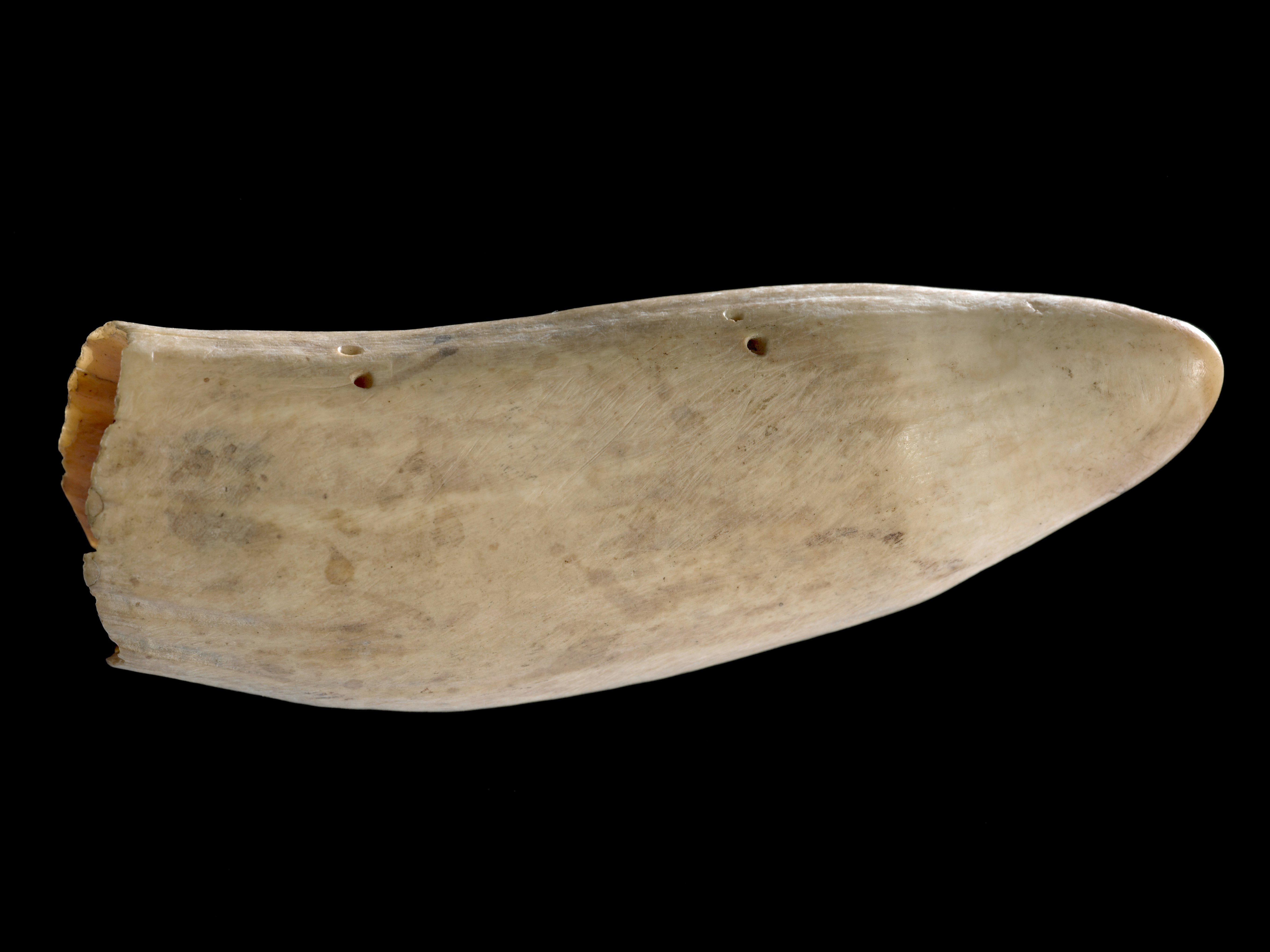 Ceremonial whale tooth, 1800s, New Georgia, maker unknown. Gift of G. L. Adkin family estate, 1964. CC BY-NC-ND 4.0. Te Papa (FE004359) A hollow whale tooth with small holes drilled into it on a black background.