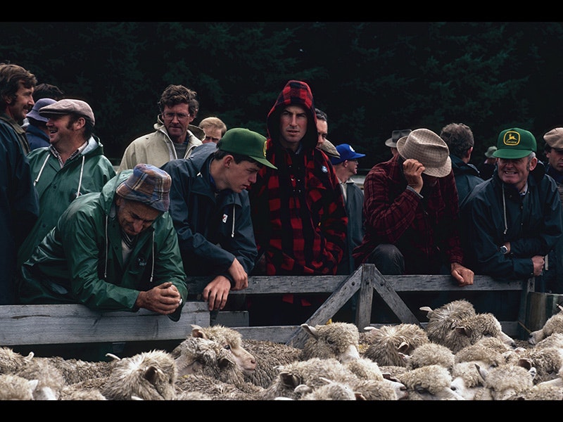 New Zealand People: Sheep, by Brian Brake, colour transparency. Gift of Mr Raymond Wai-Man Lau, 2001. Te Papa (CT.032932) Men standing in wet weather gear with a pen of sheep in front of them