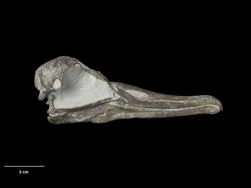 Skull of Aldiomedes angustirostris, 2019. Photo by Jean-Claude Stahl. Te Papa fossil-albatross-skull-nmnz-s.jpg