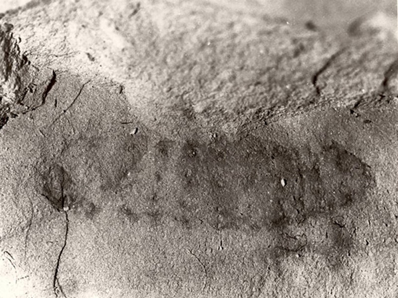 Fossil march fly, 1983.  Photo courtesy of Tony Harris An imprint of a bug shape on a grey rock