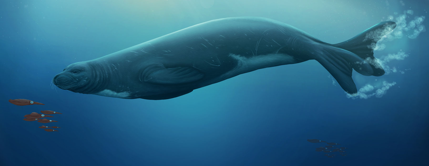 Artist’s impression of Eomonachus belegaerensis