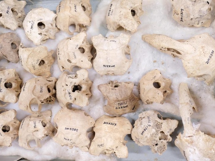 extinct_adzebill_skulls._photo_by_rachael_hockridge.jpg extinct_adzebill_skulls._photo_by_rachael_hockridge.jpg