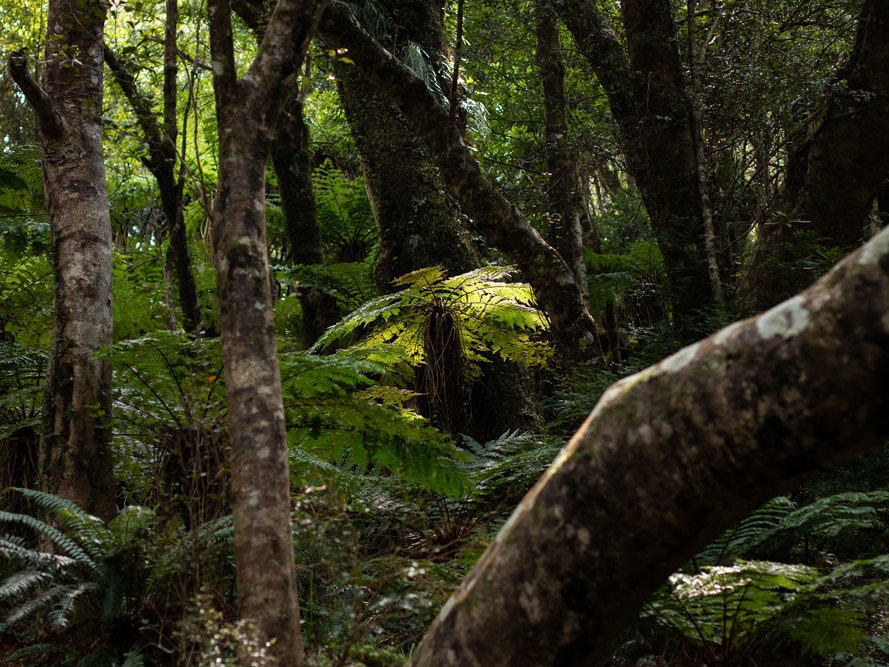 Identify New Zealand’s common tree ferns: ponga, mamaku, kātote, whekī, and whekī ponga A forest scene with sunlight streaming on one fern