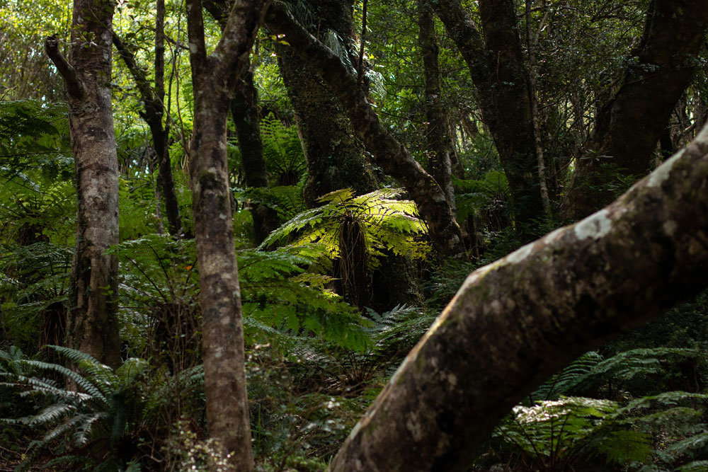 A forest scene with sunlight streaming on one fern