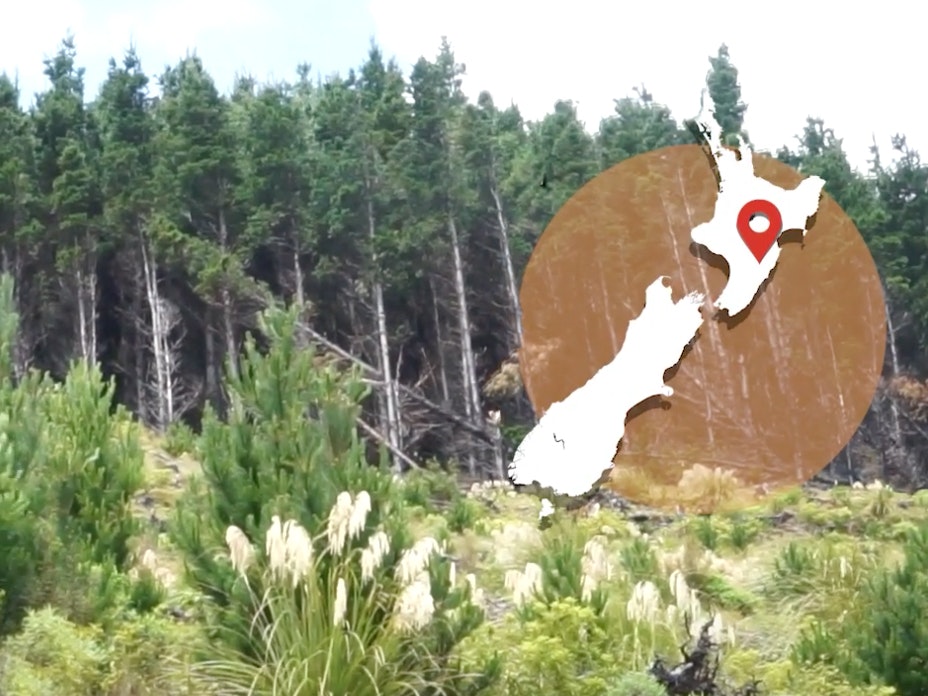 Video still from Culling invasive trees, Manawatū. Te Papa A bank of trees with a map of New Zealand overlaid on the top right corner