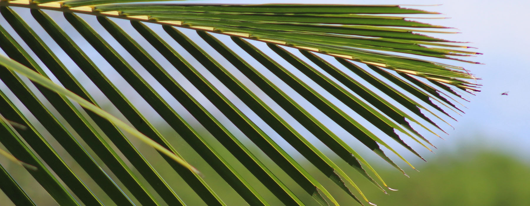 Close up on tree leaves