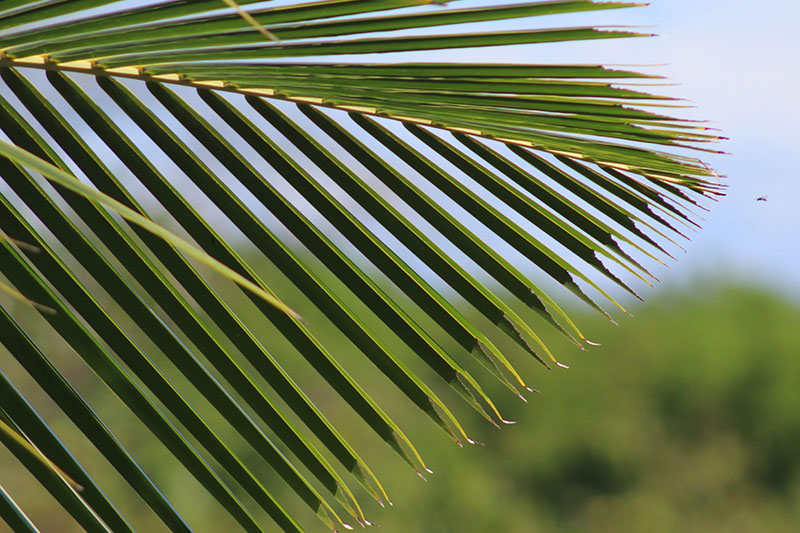 Close up on tree leaves