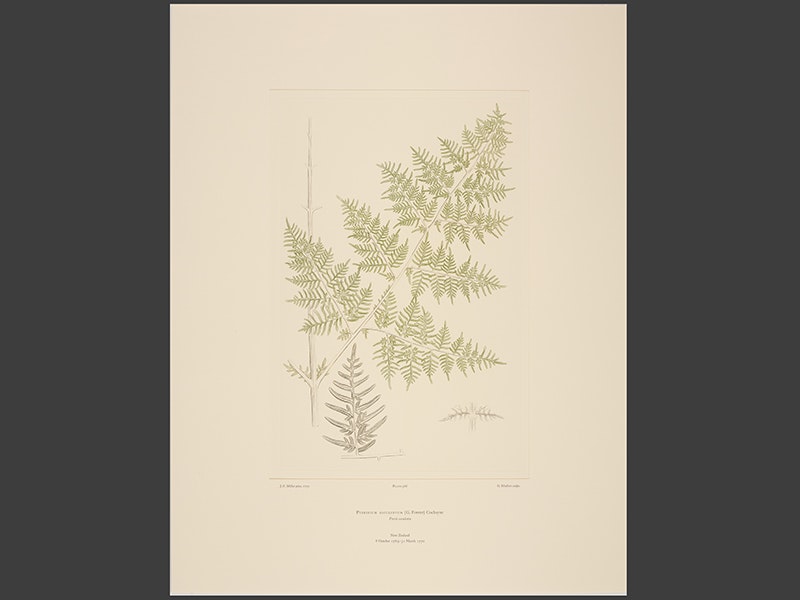 pteridium_esculentum_g._forster_cockayne_plate_568.jpg pteridium_esculentum_g._forster_cockayne_plate_568.jpg