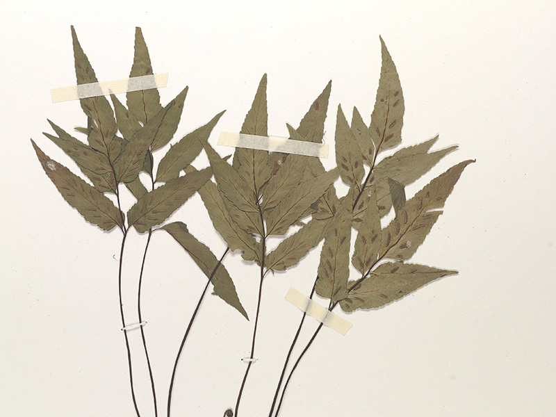 A brown plant taped to a cream-coloured card