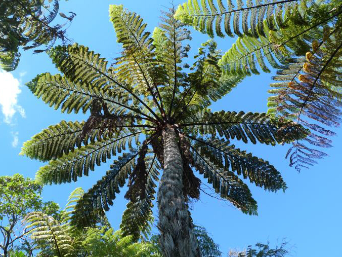 A view of a mamaku fern from below.