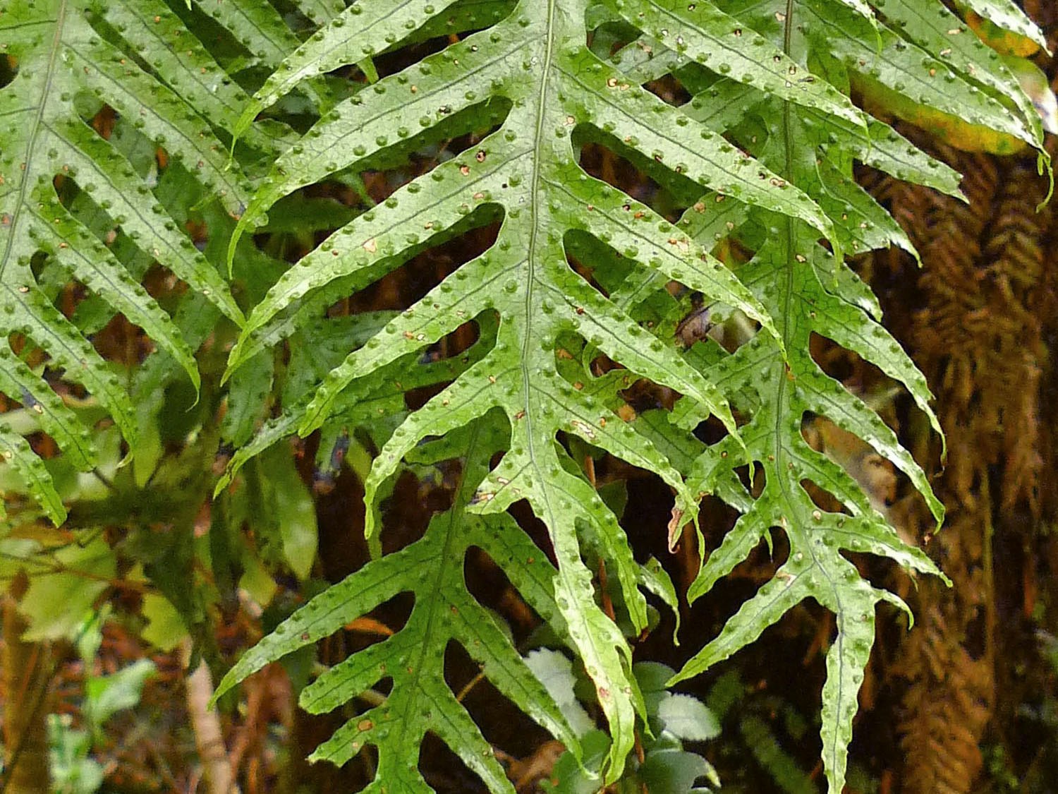 Fertile frond of a Kōwaowao, hound’s tongue fern, Lecanopteris pustulata; previously Microsorum pustulatum. Photos by Leon Perrie, Te Papa A fern frond with bush in the background