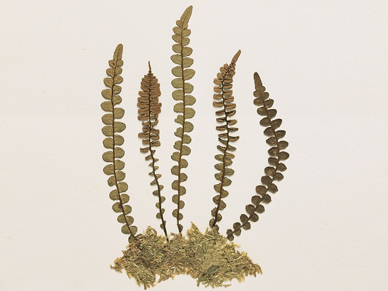 Blechnum banksii (Hook.f.) Diels, collected 1888, New Zealand. Gift of The University of Western Ontario, Canada, 1967. CC BY 4.0. Te Papa (P020070/Q) A pressed plant on a cream-coloured sheet of card
