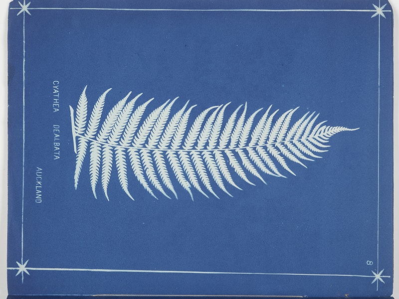 Cyathea Dealbata. From the album: New Zealand ferns. 148 varieties, 1880, Auckland, by Herbert Dobbie. Te Papa (O.042900) A white fern shape on a blue background
